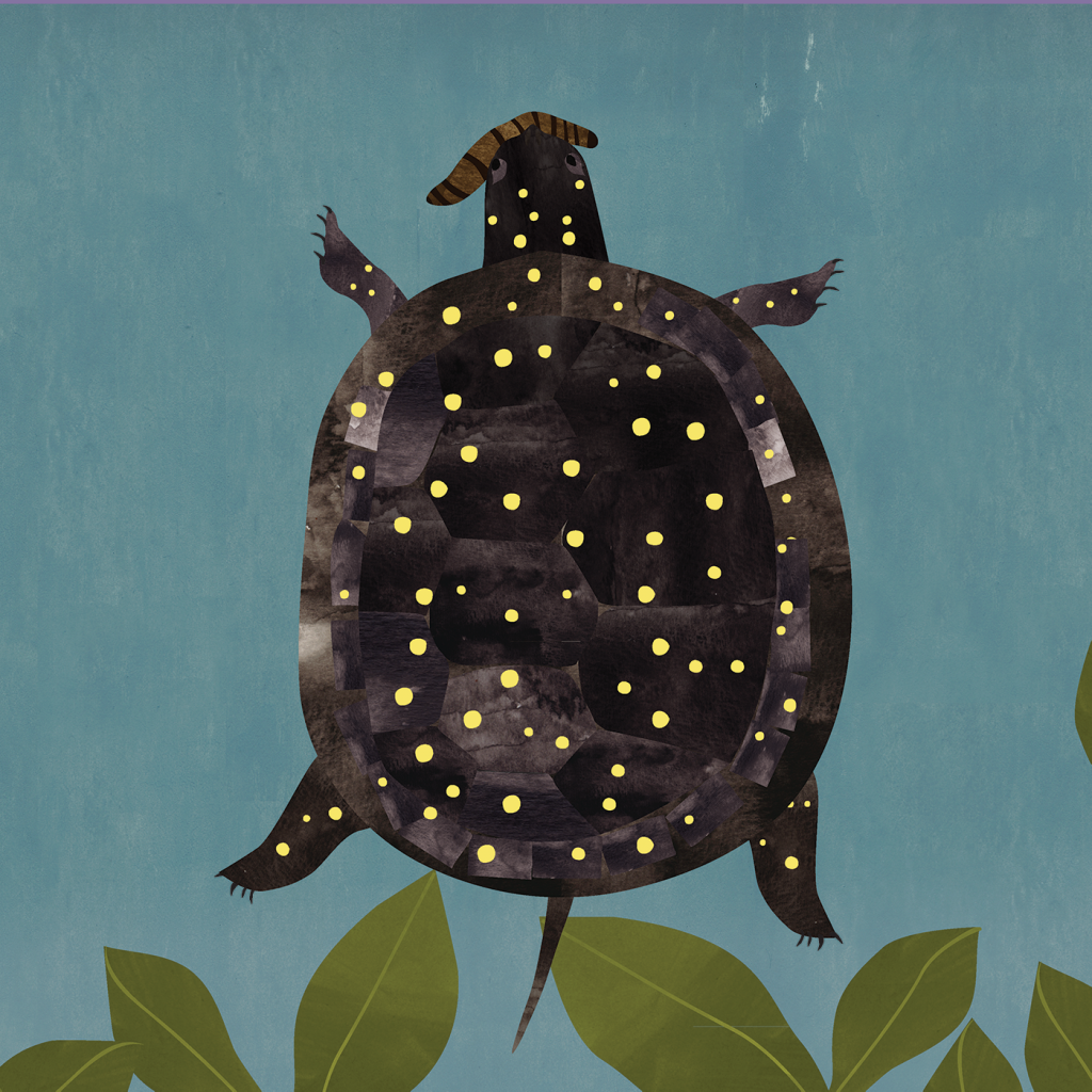 yellow spotted turtle